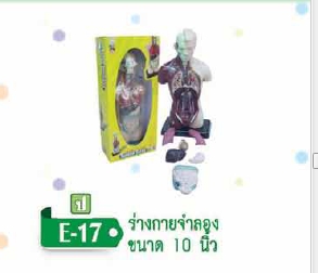 ร่างกายจำลองขนาด 10 นิ้ว