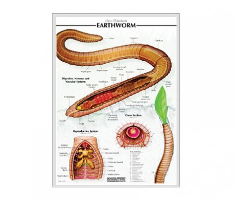 แผ่นภาพนูน 3D ไส้เดือนดิน (ไทย)(แผ่น)