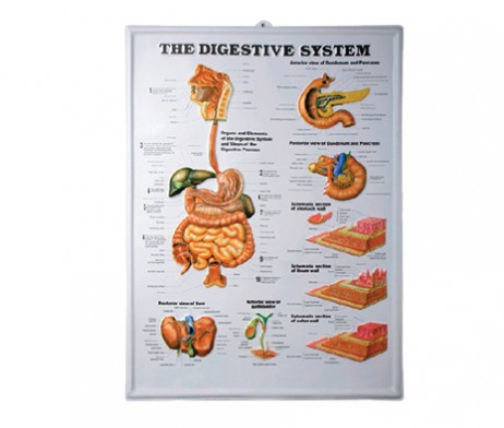 แผ่นภาพนูน 3D ระบบย่อยอาหาร (อังกฤษ)