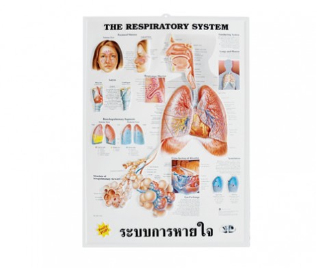แผ่นภาพนูน 3D ระบบการหายใจ (อังกฤษ)(แผ่น)